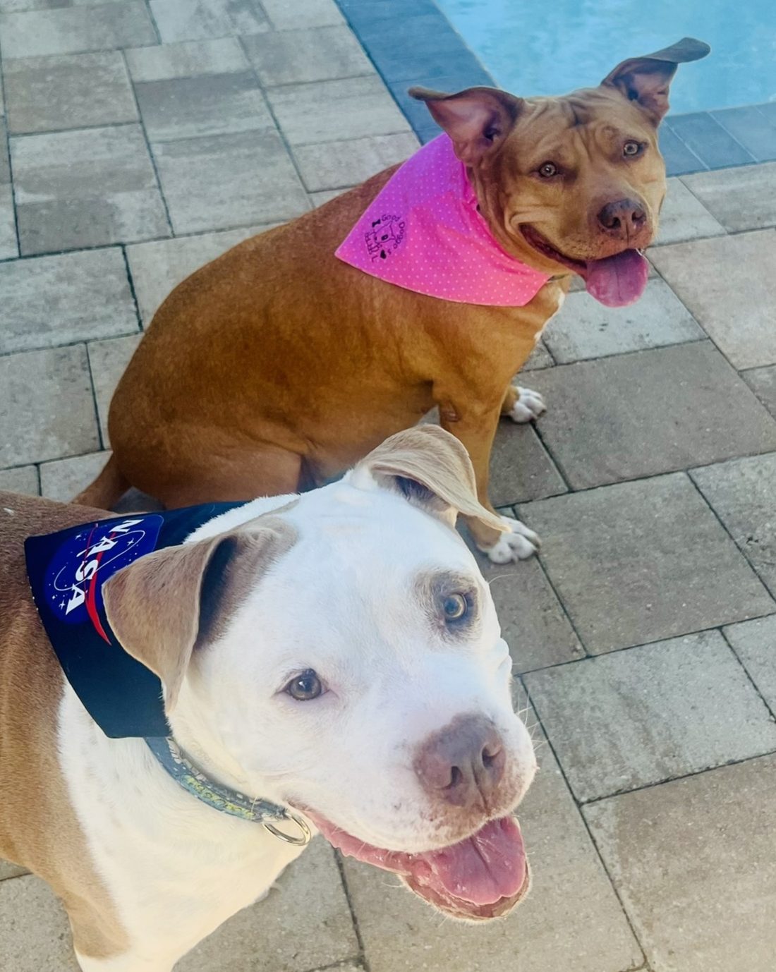 The couple's two rescue pit bulls by the pool